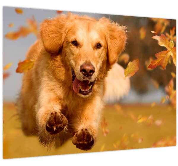 Tablou - Golden Retriever (70x50 cm)