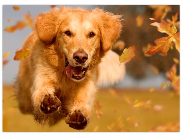 Tablou - Golden Retriever (70x50 cm)