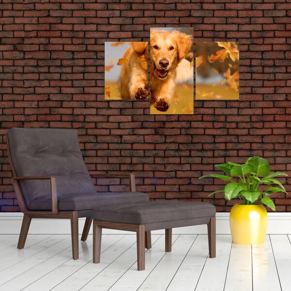 Tablou - Golden Retriever (90x60 cm)