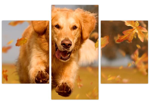 Tablou - Golden Retriever (90x60 cm)