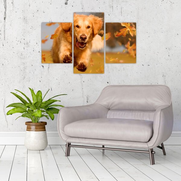Tablou - Golden Retriever (90x60 cm)
