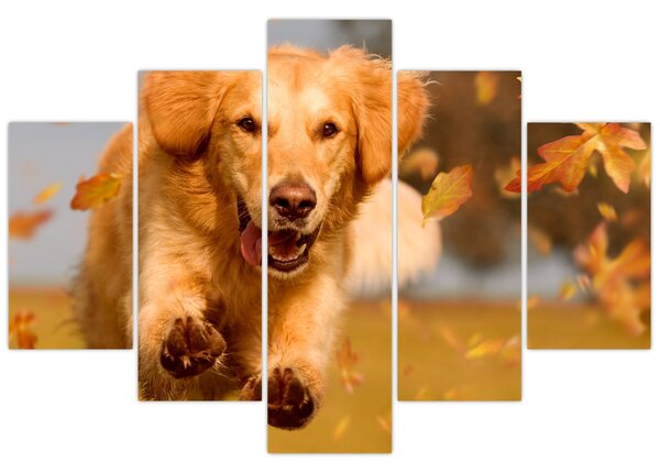 Tablou - Golden Retriever (150x105 cm)
