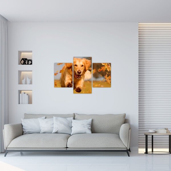 Tablou - Golden Retriever (90x60 cm)