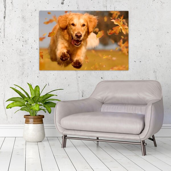 Tablou - Golden Retriever (90x60 cm)