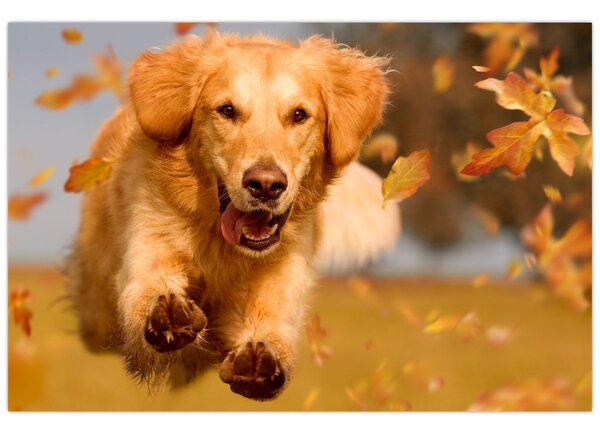 Tablou - Golden Retriever (90x60 cm)