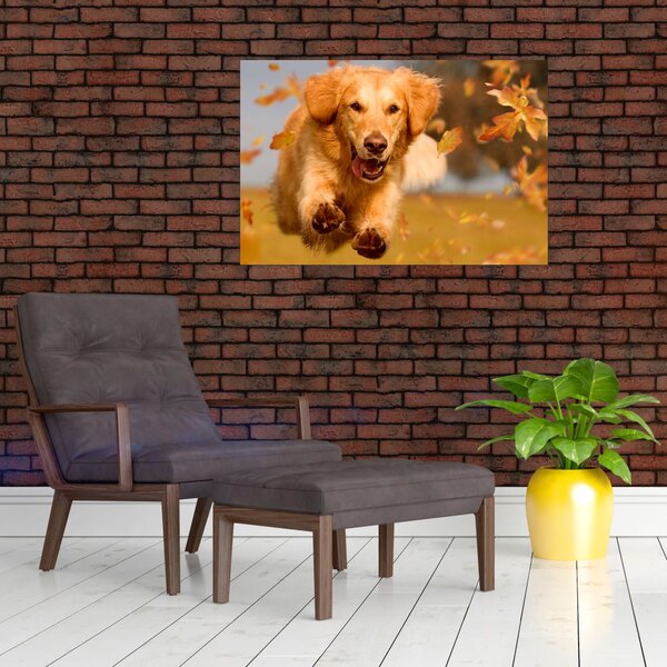 Tablou - Golden Retriever (90x60 cm)