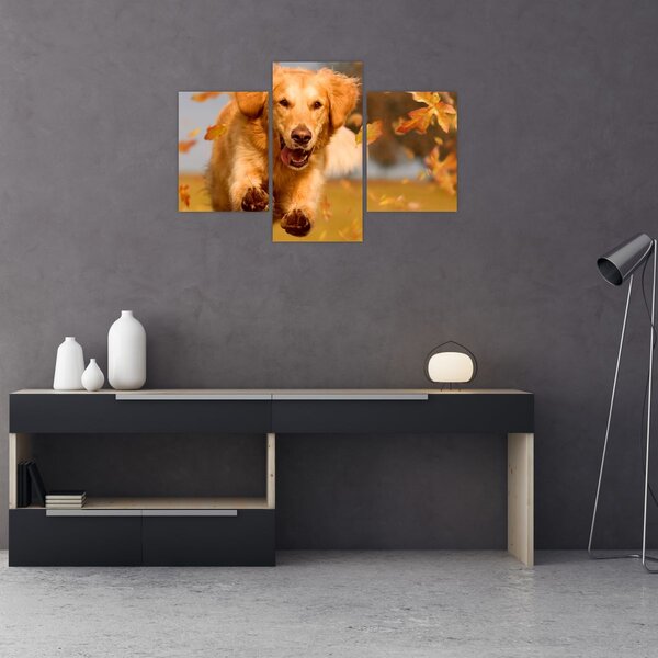 Tablou - Golden Retriever (90x60 cm)