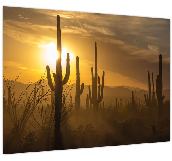 Tablou - Cactuși Saguaro (70x50 cm)