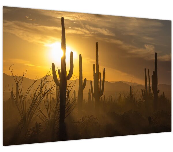 Tablou - Cactuși Saguaro (90x60 cm)
