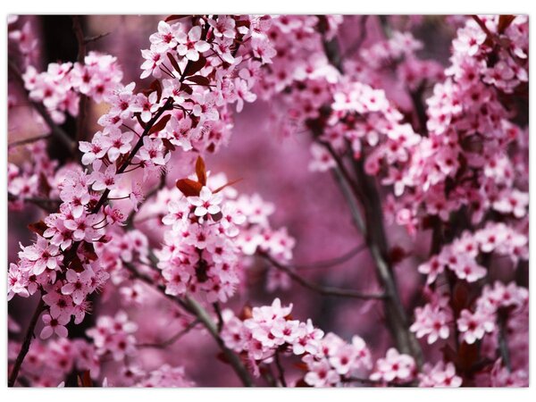 Tablou - Sakura roz (70x50 cm)