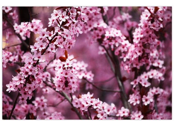 Tablou - Sakura roz (90x60 cm)