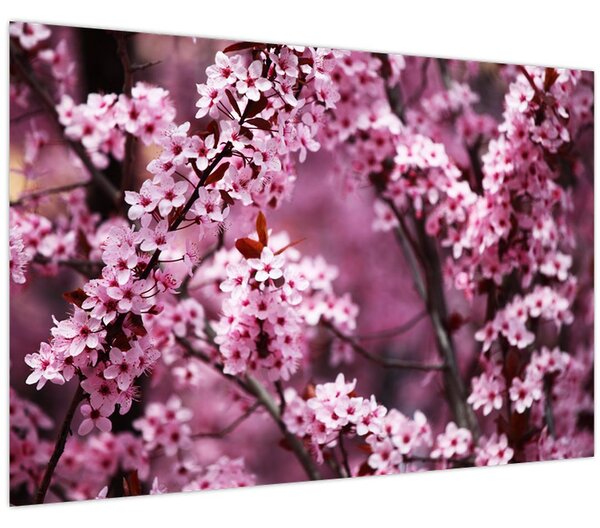 Tablou - Sakura roz (90x60 cm)