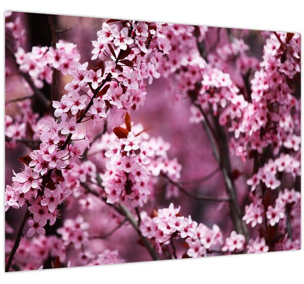 Tablou - Sakura roz (70x50 cm)