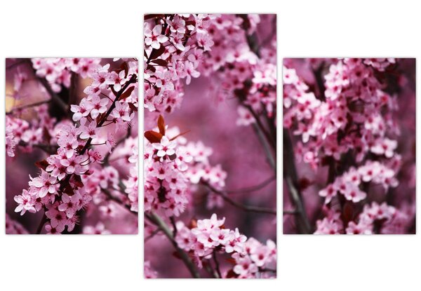 Tablou - Sakura roz (90x60 cm)
