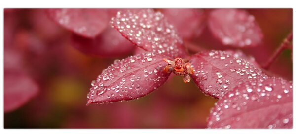 Tablou - Imagine macro a biletului (120x50 cm)