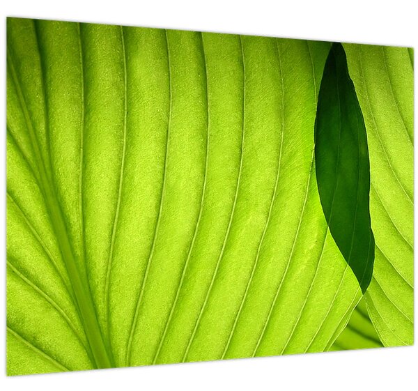 Tablou - Detaliu de frunză verde (70x50 cm)