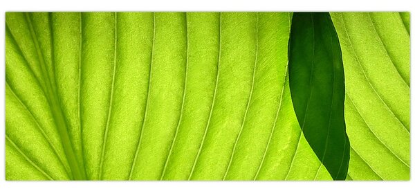 Tablou - Detaliu de frunză verde (120x50 cm)