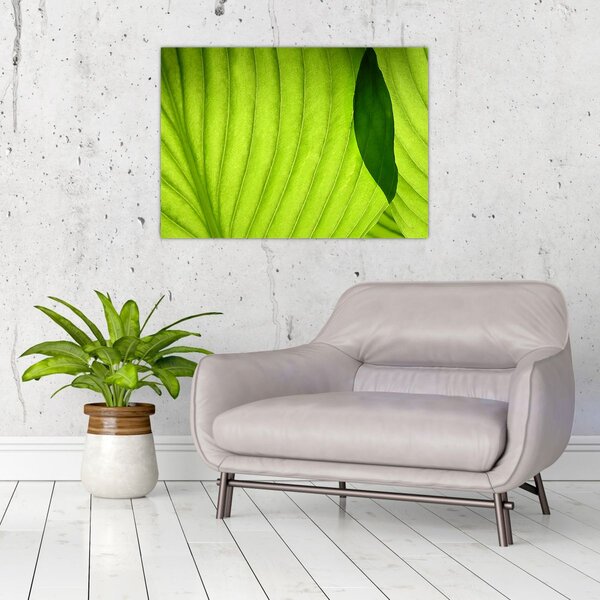 Tablou - Detaliu de frunză verde (70x50 cm)