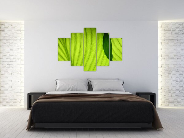 Tablou - Detaliu de frunză verde (150x105 cm)