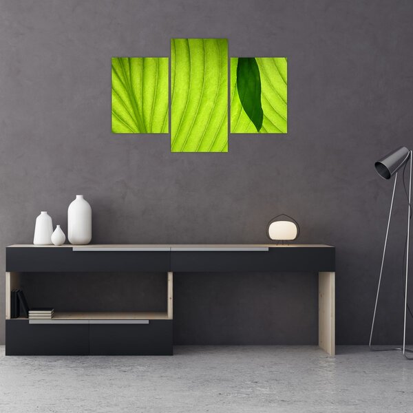 Tablou - Detaliu de frunză verde (90x60 cm)