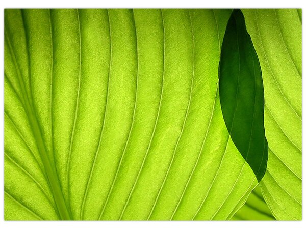 Tablou - Detaliu de frunză verde (70x50 cm)