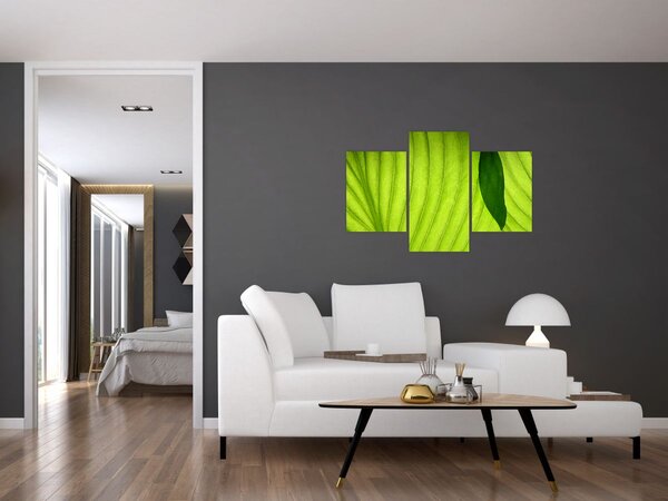 Tablou - Detaliu de frunză verde (90x60 cm)