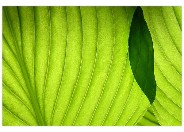 Tablou - Detaliu de frunză verde (90x60 cm)