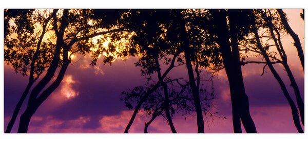 Tablou - Copaci la apus de soare (120x50 cm)