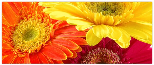 Tablou - Flori Gerbery (120x50 cm)