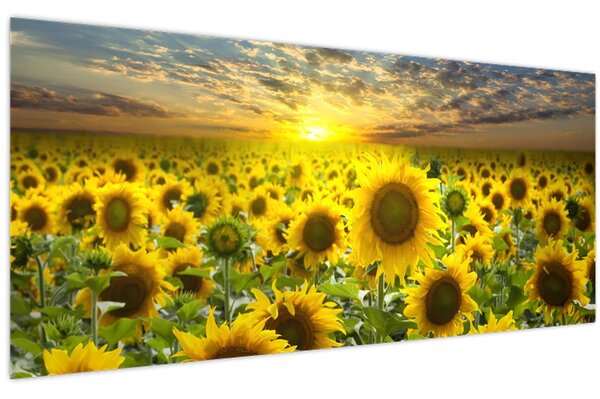 Tablou - Floarea-soarelui la apus de soare (120x50 cm)