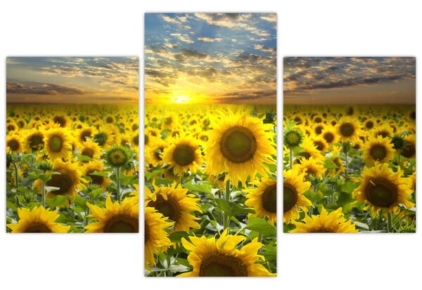 Tablou - Floarea-soarelui la apus de soare (90x60 cm)