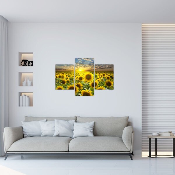 Tablou - Floarea-soarelui la apus de soare (90x60 cm)