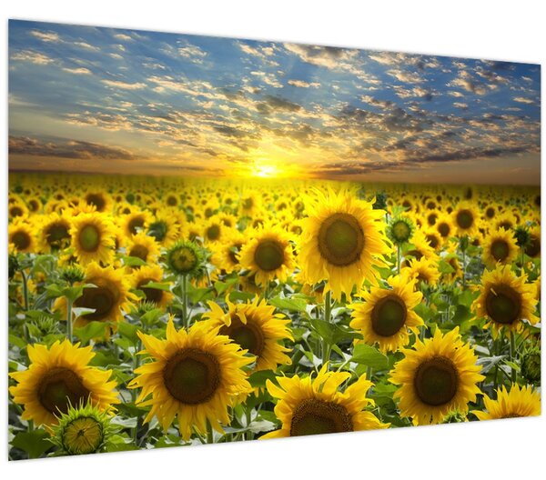 Tablou - Floarea-soarelui la apus de soare (90x60 cm)