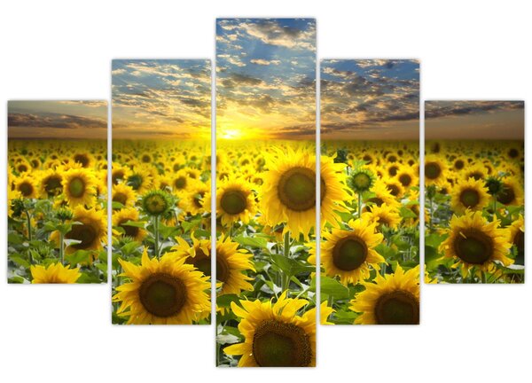 Tablou - Floarea-soarelui la apus de soare (150x105 cm)