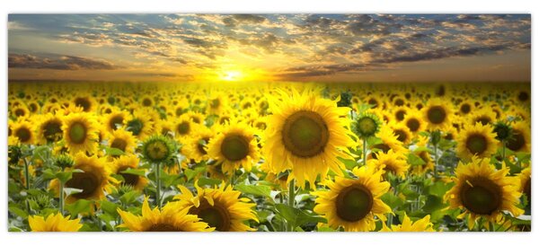 Tablou - Floarea-soarelui la apus de soare (120x50 cm)