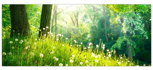 Tablou - Pajiște magică plină de păpădii (120x50 cm)