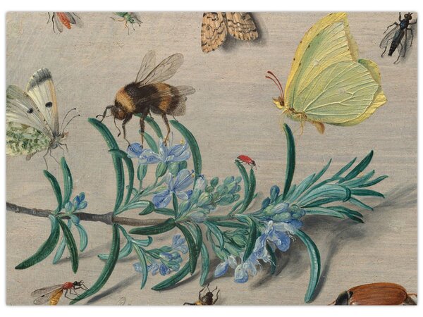 Tablou - Jan van Kessel the Elder, Insects and a Sprig of Rosemary, reproducere (70x50 cm)