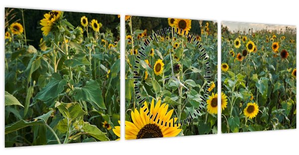 Tablou - Câmpul de floarea-soarelui II. (cu ceas) (90x30 cm)