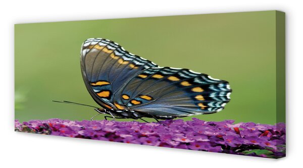 Tablouri canvas fluture colorat pe flori