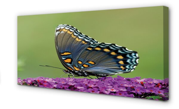 Tablouri canvas fluture colorat pe flori