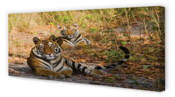 Tablouri canvas Tigers
