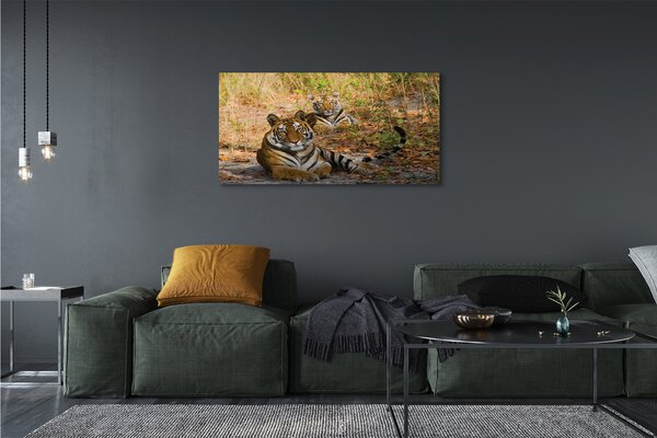 Tablouri canvas Tigers