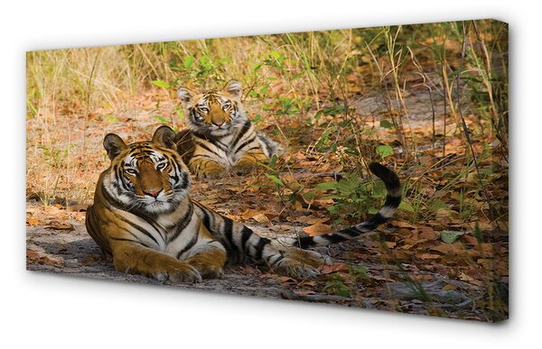 Tablouri canvas Tigers