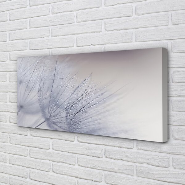 Tablouri canvas Picături de rouă păpădia