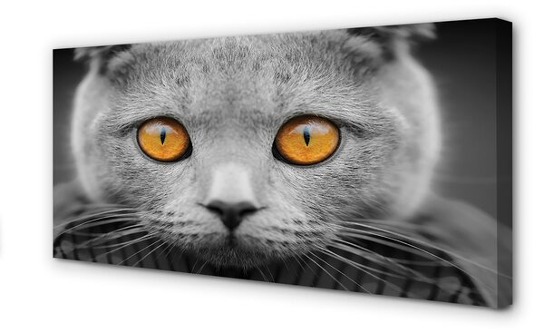 Tablouri canvas pisică gri britanic