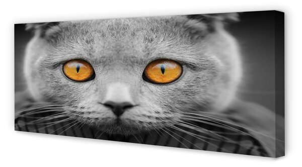 Tablouri canvas pisică gri britanic