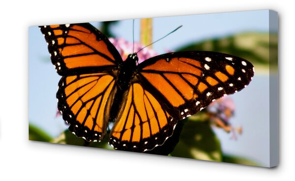 Tablouri canvas fluture colorat