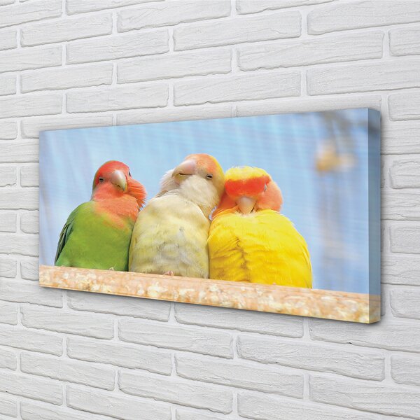 Tablouri canvas papagal colorat
