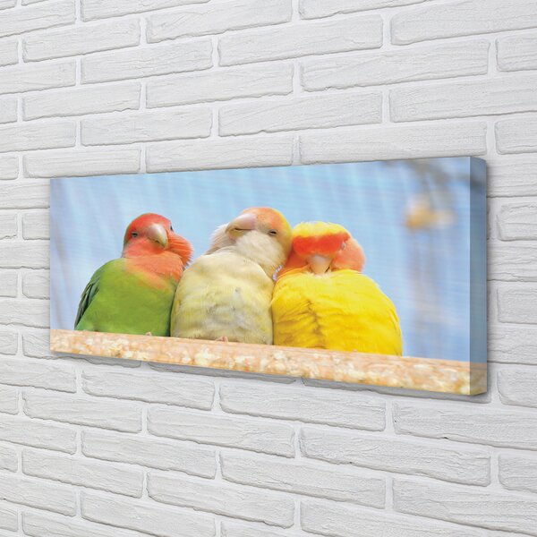 Tablouri canvas papagal colorat