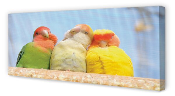 Tablouri canvas papagal colorat